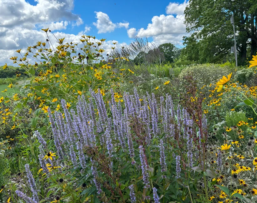 site image