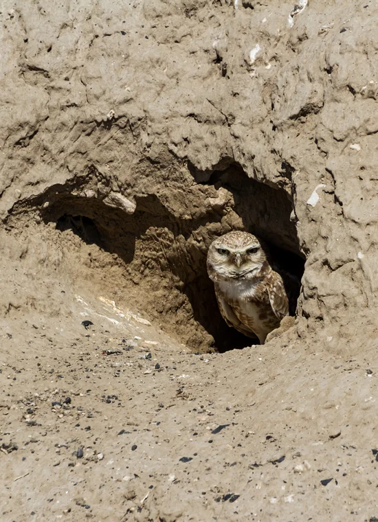 site image
