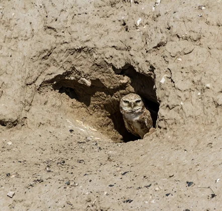 site image