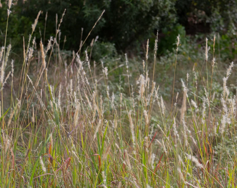 site image