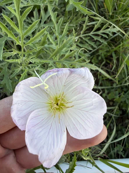 Pink evening primrose in flower, showing the four petals and cruciform stigma