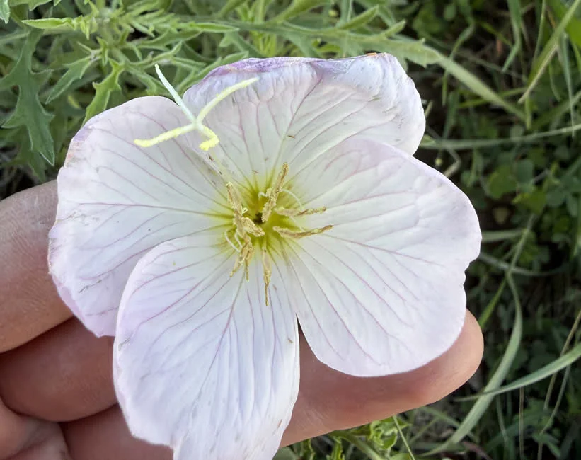 Pink evening primrose in flower, showing the four petals and cruciform stigma