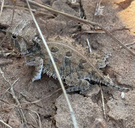 site image