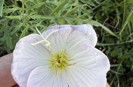 Pink evening primrose in flower, showing the four petals and cruciform stigma